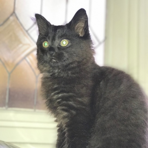 Meet your Posher, Anikin - Picture 1 of 1